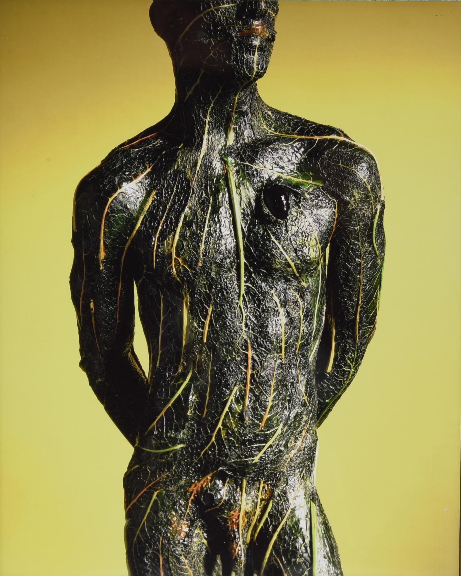 Robert Gligorov (1959) VEGETO VEGETALIS, 1999 stampa su alluminio, cm...