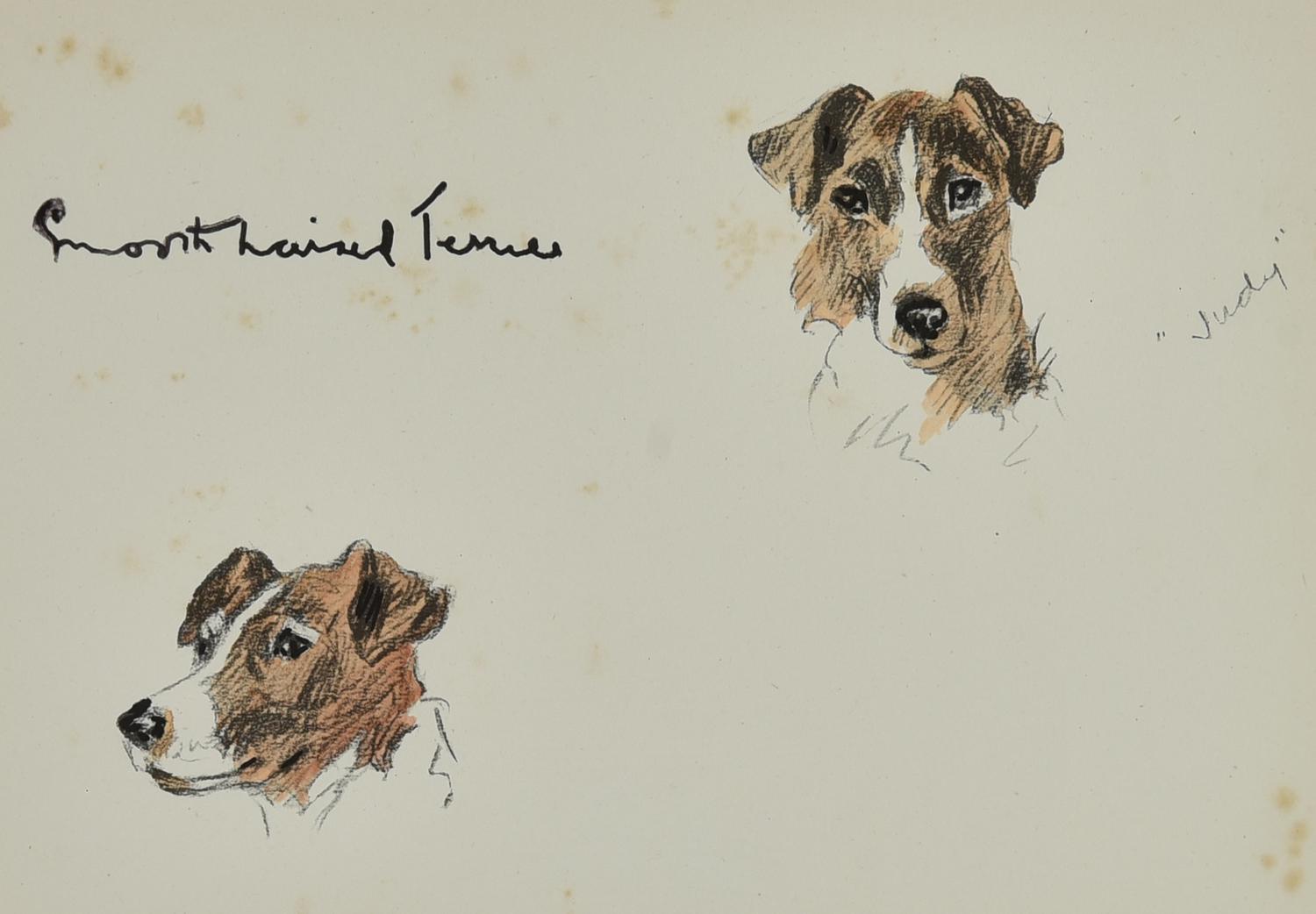SMOOTH HAIRED FOX TERRIER, 1936 litografia, cm 28,8x36,8 (con cornice) sul...