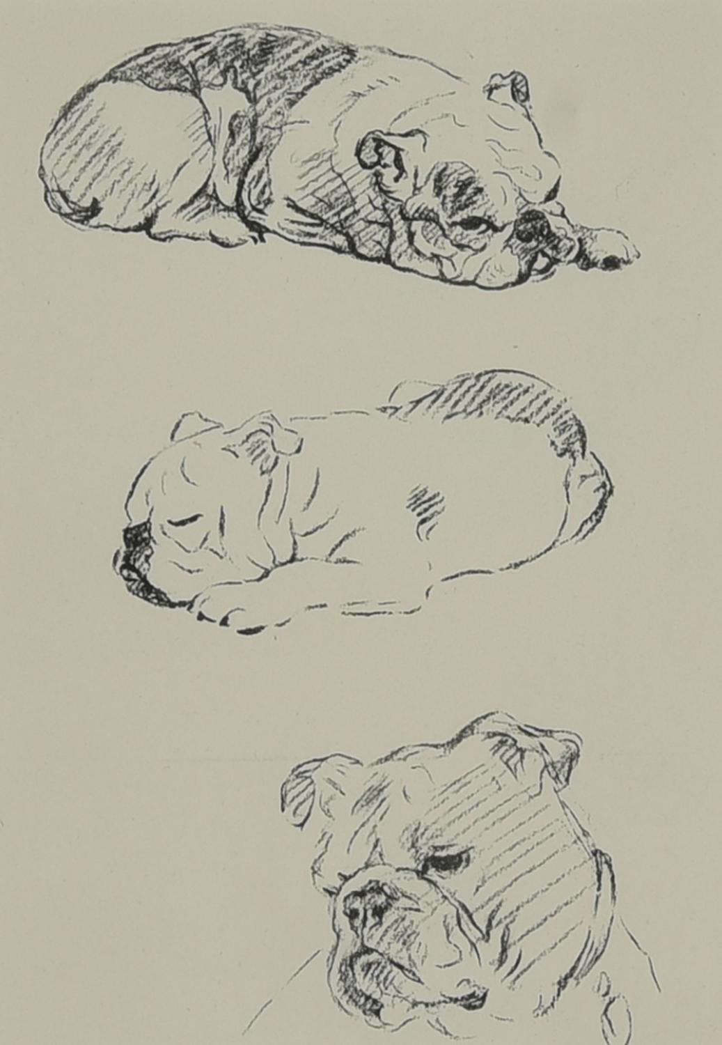 BULLDOG, Inghilterra 1936 litografia, cm 36x30 (con cornice) sul retro:...