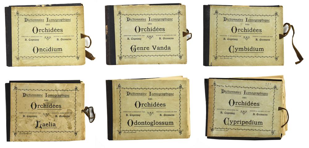 DICTIONNAIRE ICONOGRAPHIQUE DES ORCHIDEES Celestin Alfred Cogniaux (direzione...